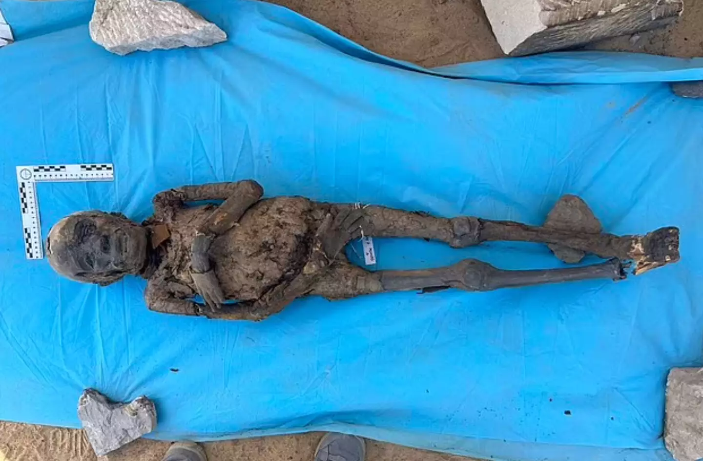 Multiple mummies are found in the tombs. (University of Milan)