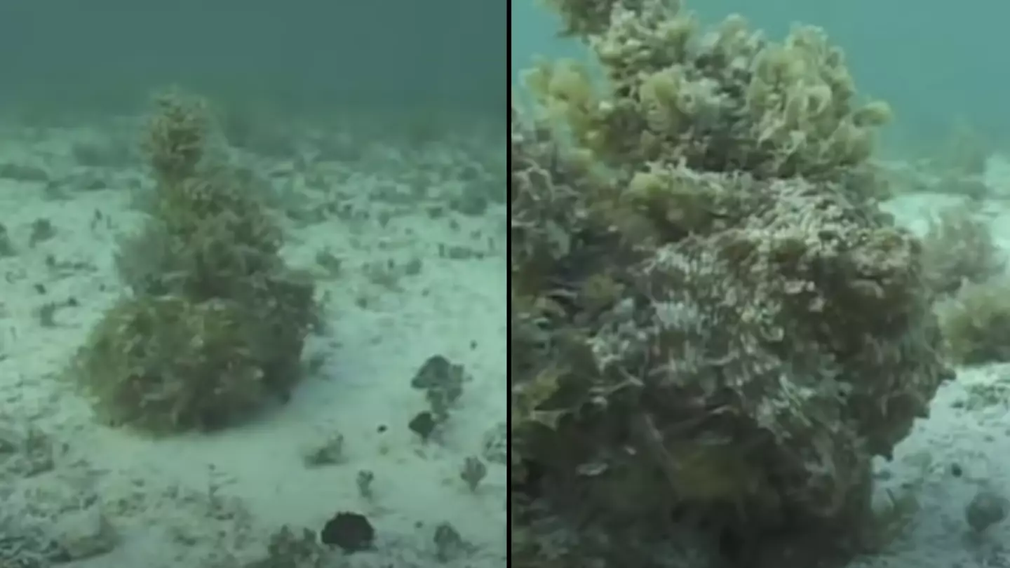 People jump in shock after spotting huge octopus camouflaged in the sea