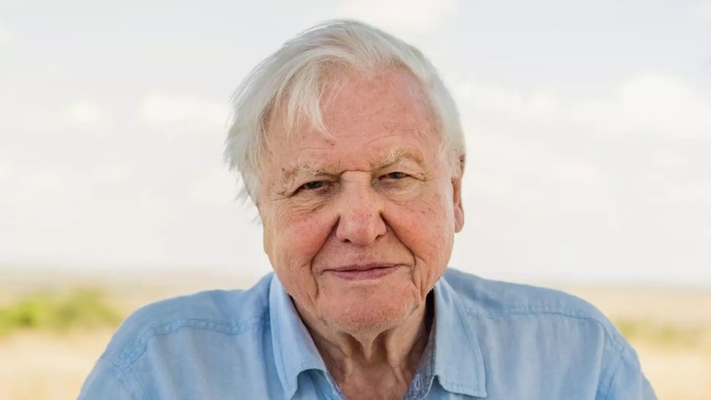 Attenborough's eyes 'absolutely lit up' over the find.