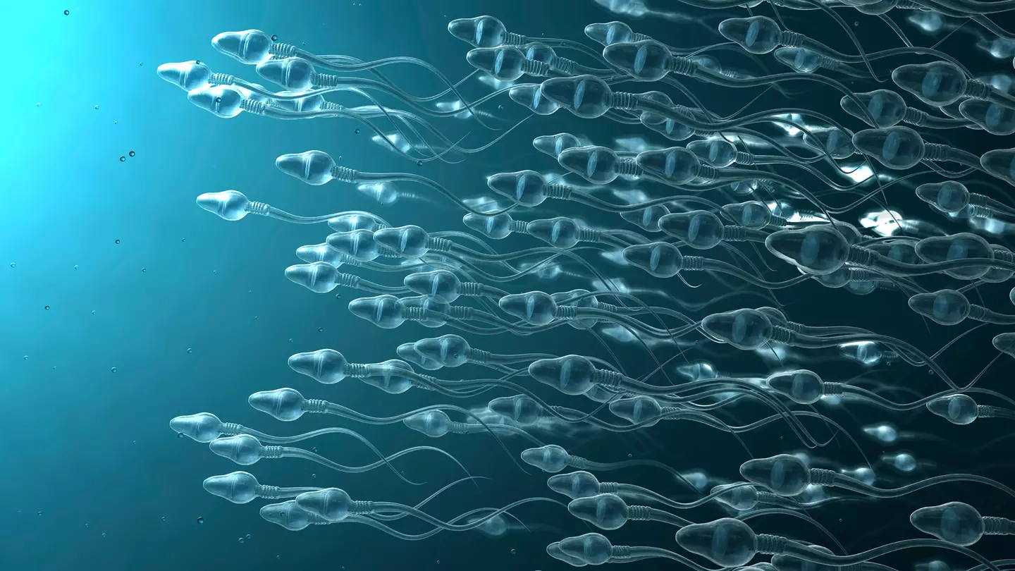 Male contraceptive that stops sperm explained after 'promising trial' means it could be used soon