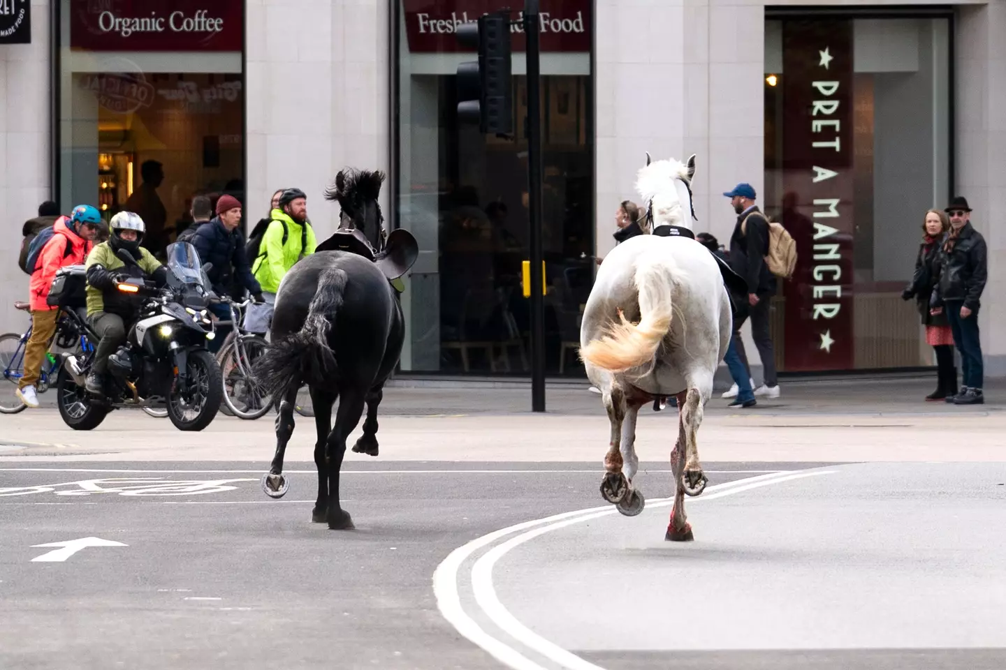 The horses appear to have been spooked, resulting in them running through central London. (PA)