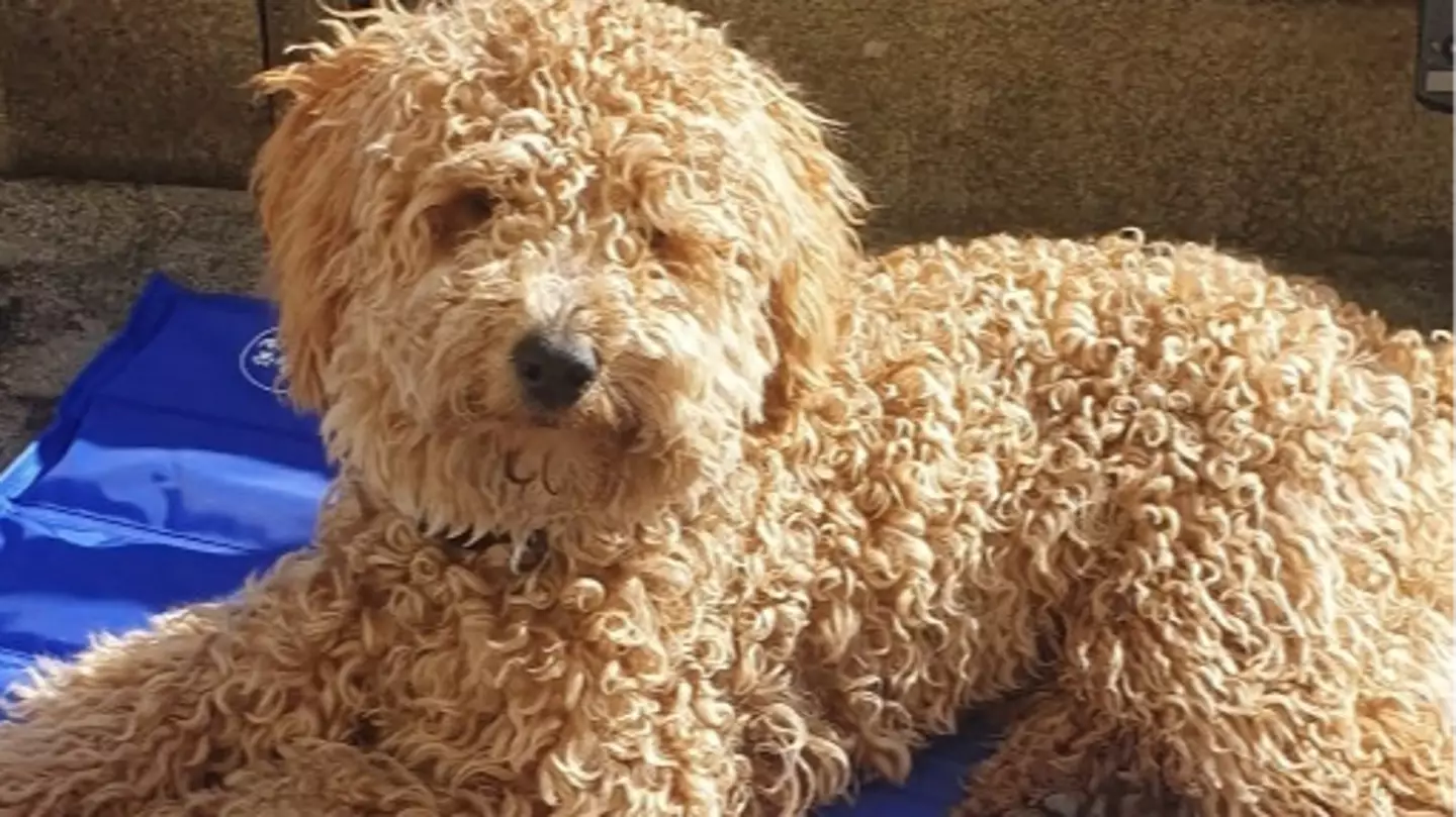 Heartbreak As Puppy Has To Be Put To Sleep After Visit To Groomers