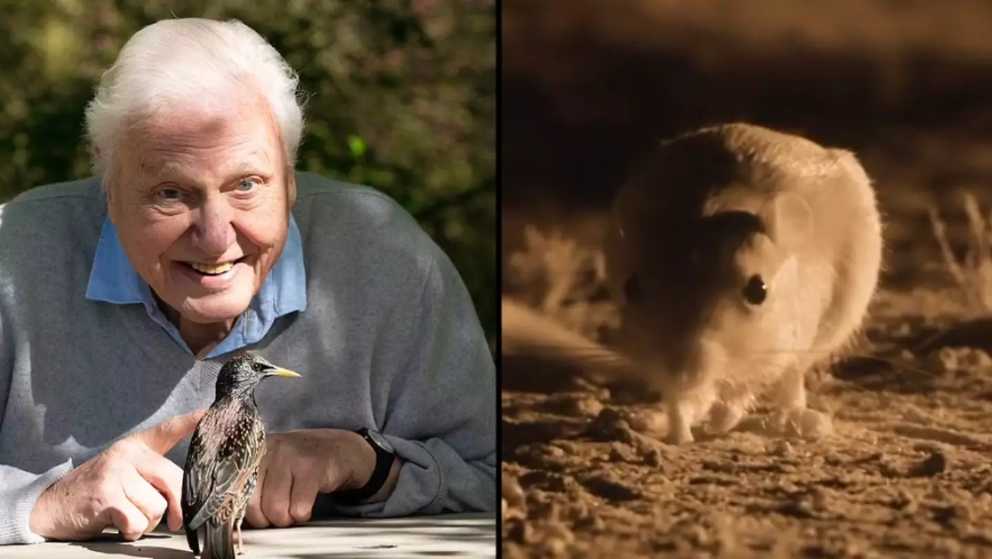 David Attenborough fans disappointed after realising truth behind nature sounds in new documentary