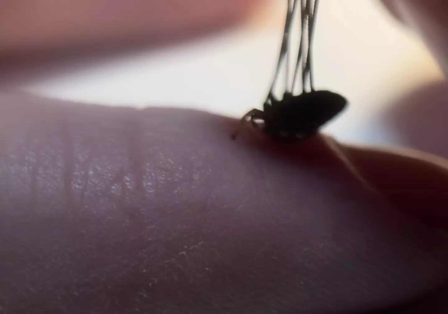 He tried in vain to get the arachnid to bite him. (YouTube/MyWildBackyard)