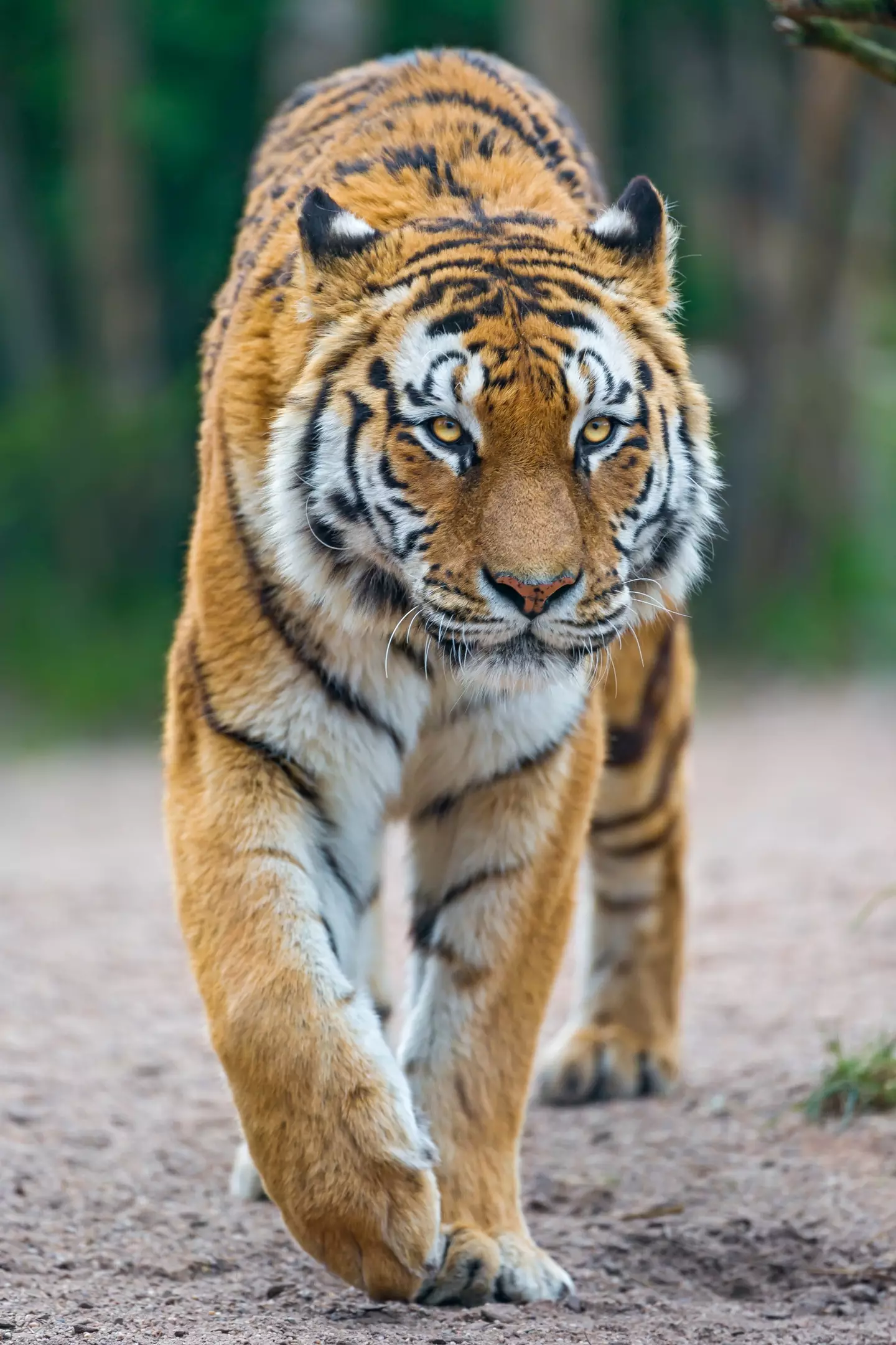 She was attacked by a Siberian tiger. (Getty stock)