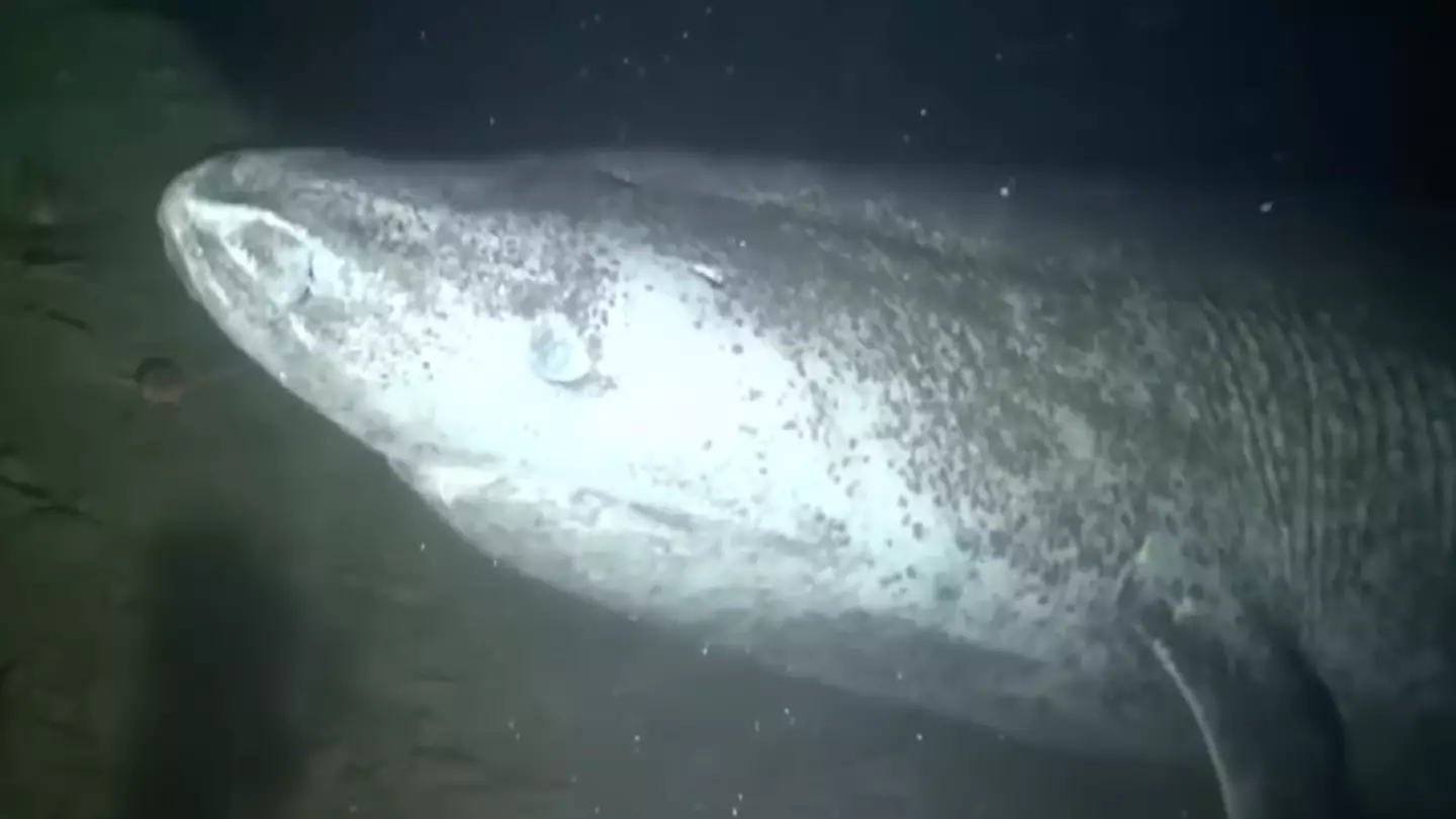 People left terrified of deep sea after camera captures chilling footage of huge 400-year-old creature