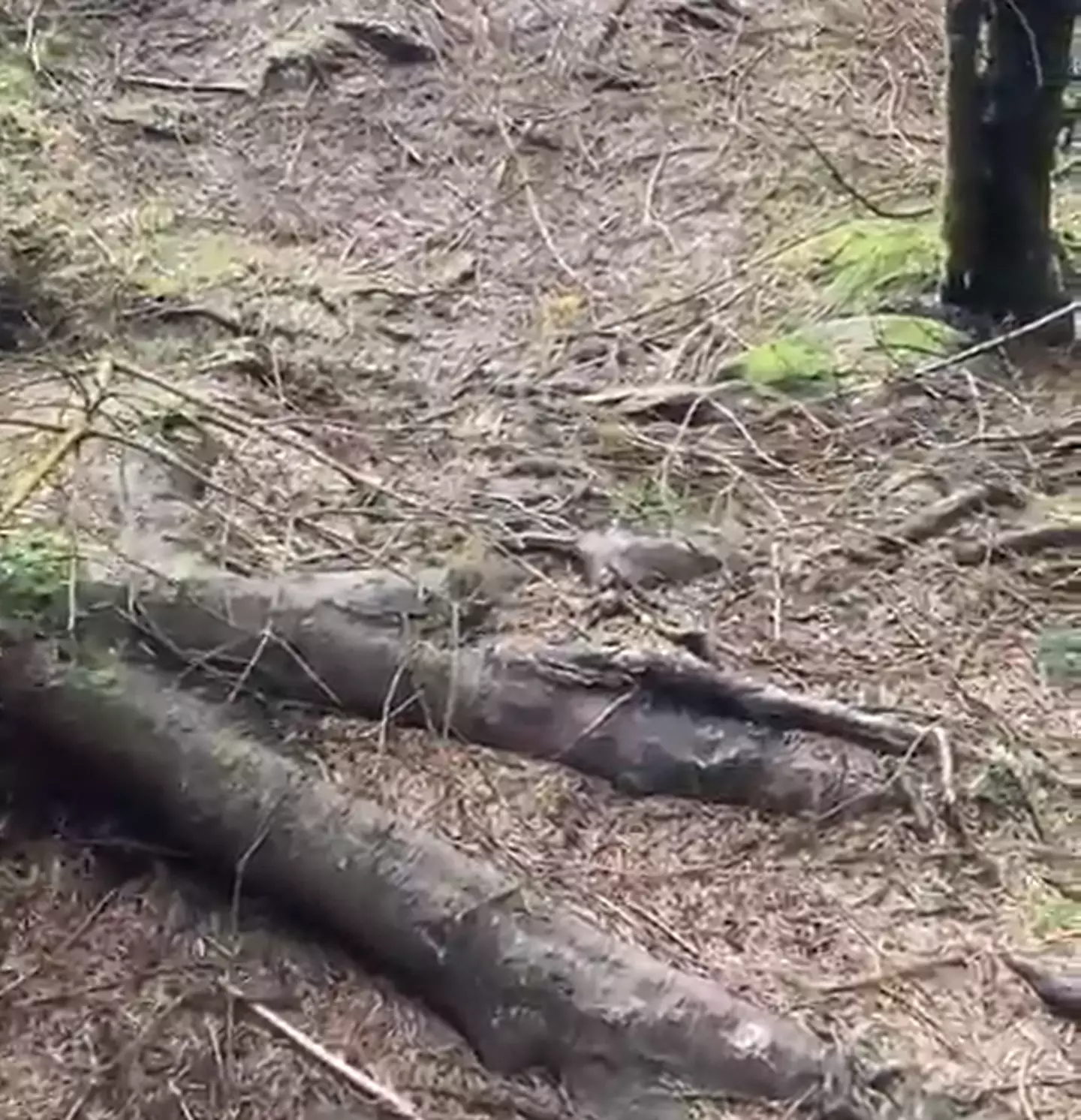 As the wind pulls the trees up the ground of the woods rises.