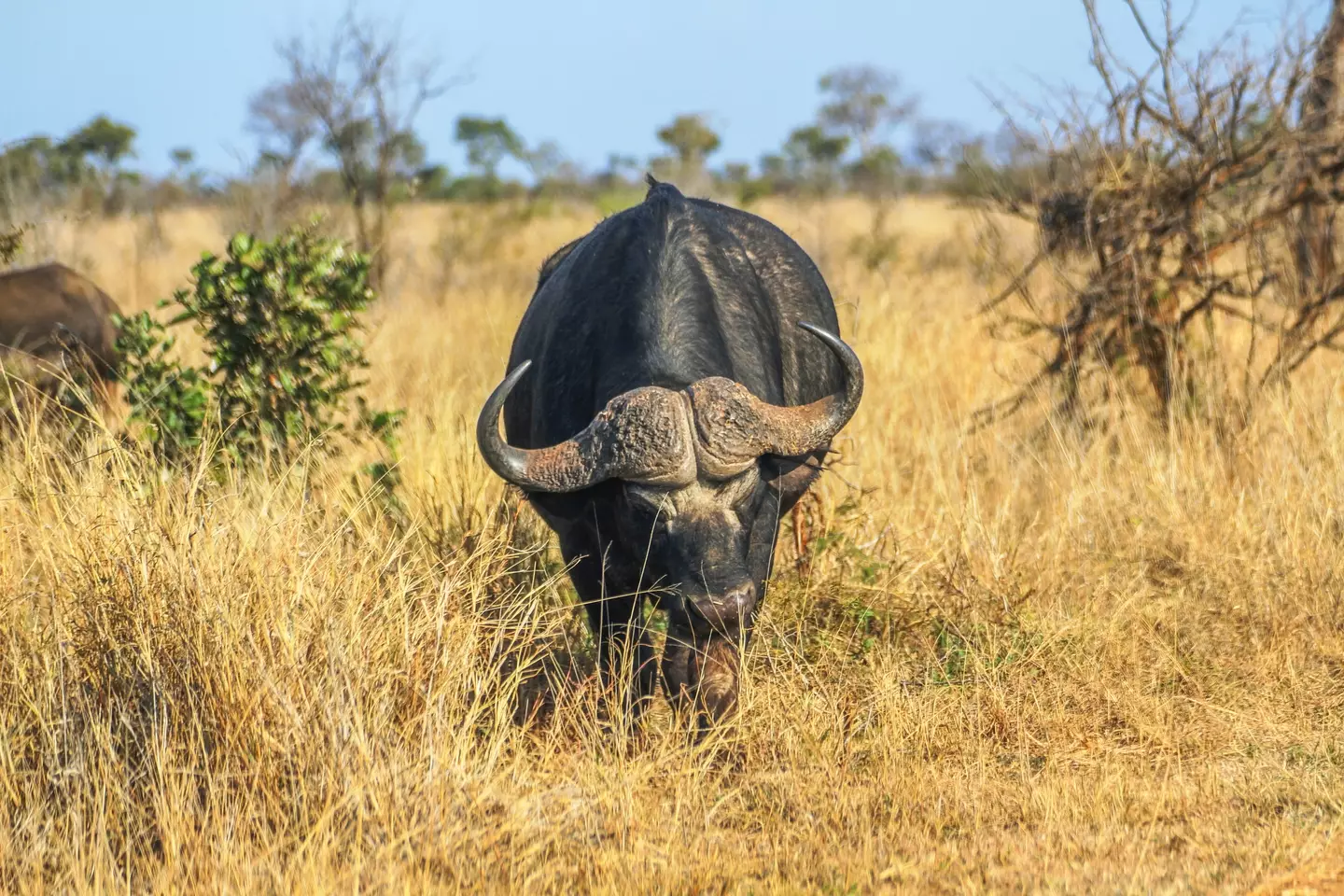 The Cape Buffalo is responsible for around 200 deaths a year (Getty Stock Photo)