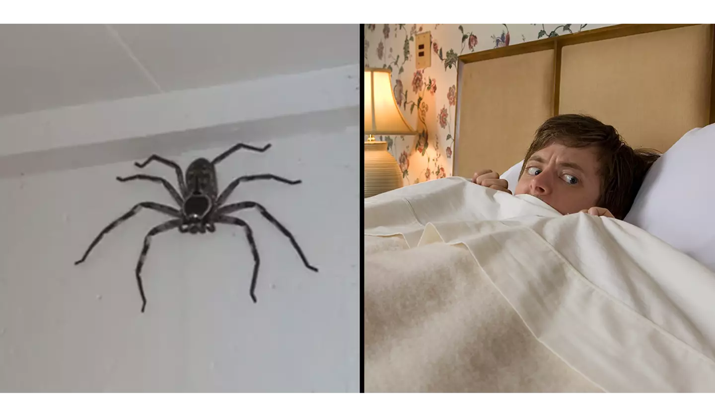 Man explains why he let unbelievably huge spider the size of his face live in his house for a year