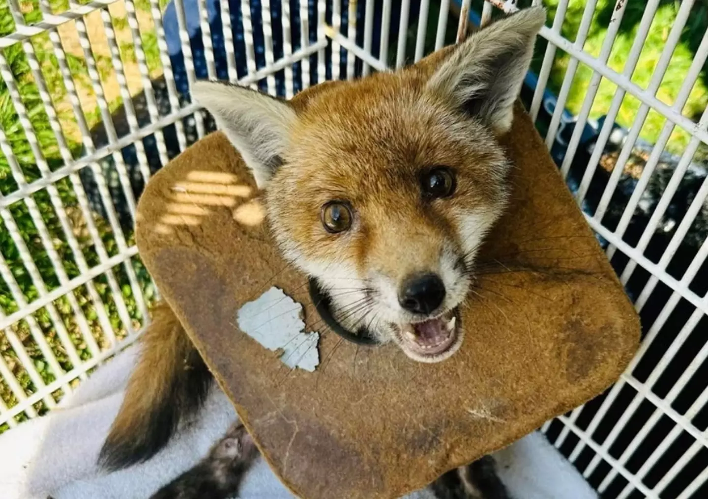 A fox cub was rescued by the RSPCA when it got litter stuck around its neck.