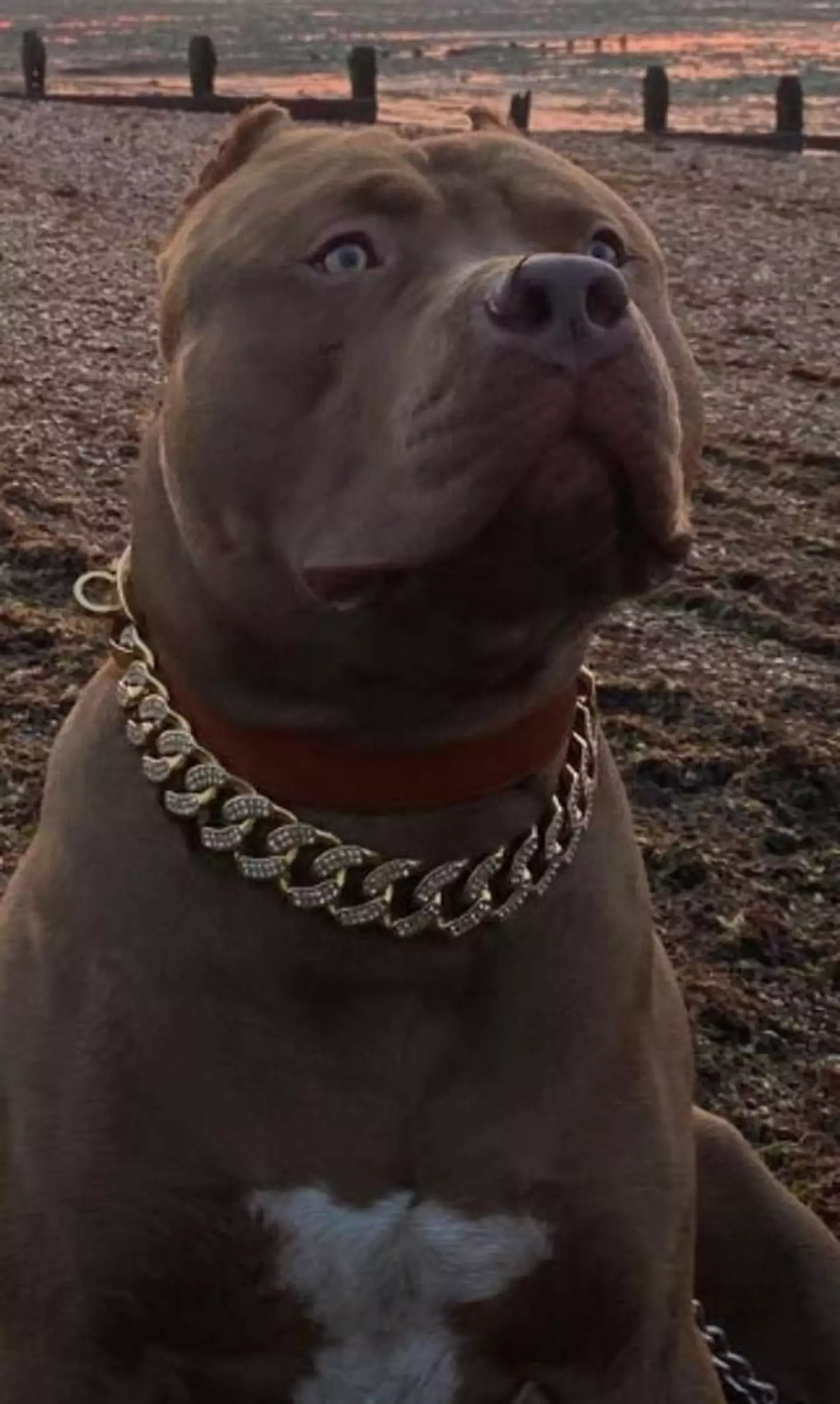 Sully was found in Mckeown's back garden as police arrived at his house on an unrelated matter.