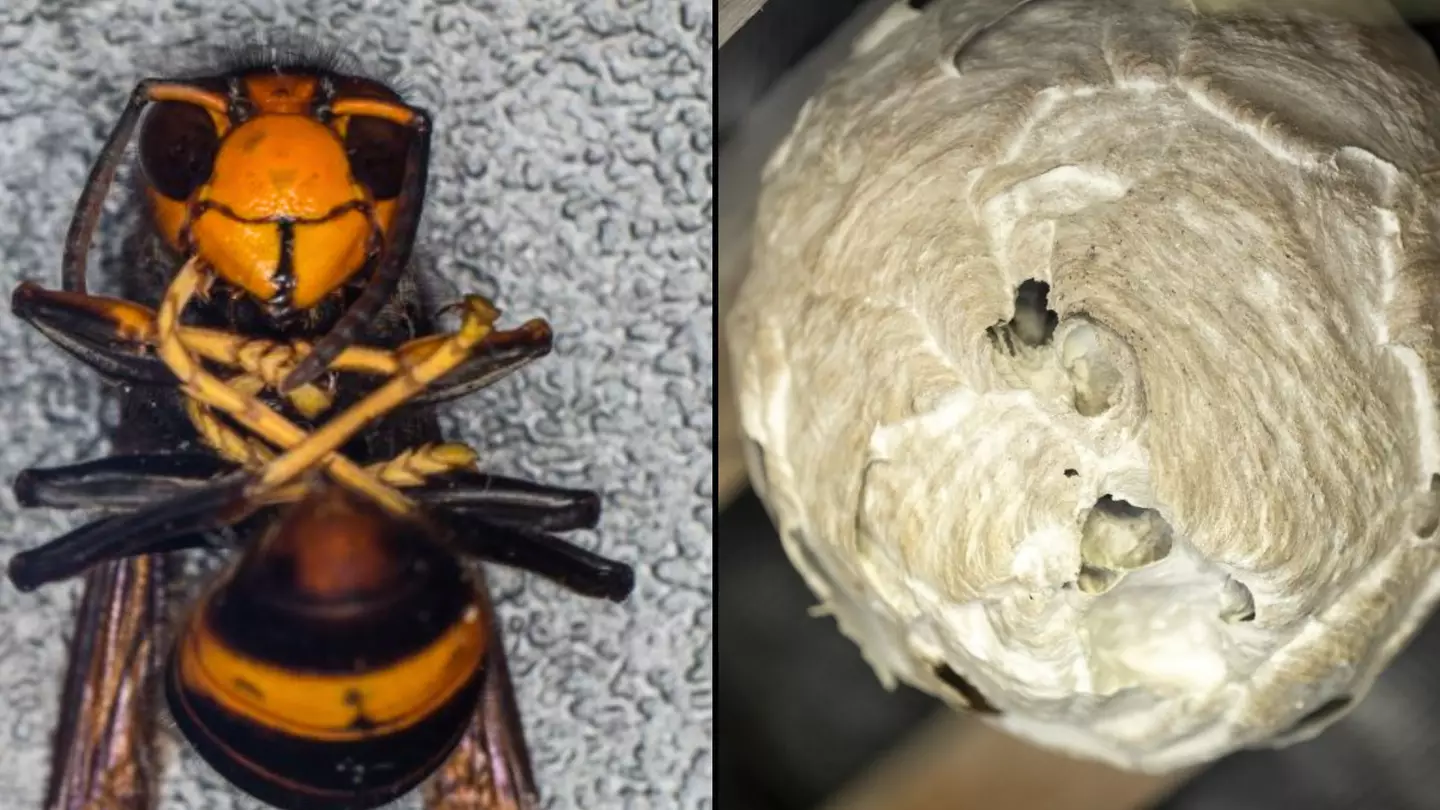 Expert explains what attracts Asian Hornets to your home as UK put on alert