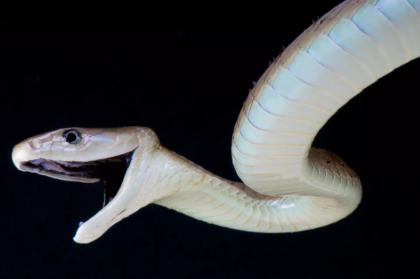 The Black Mamba is one of the world's most dangerous snakes.
