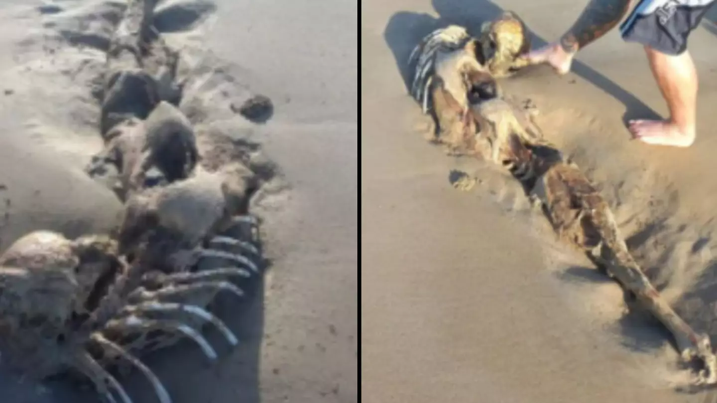 Mysterious mermaid skeleton washes up on Queensland beach