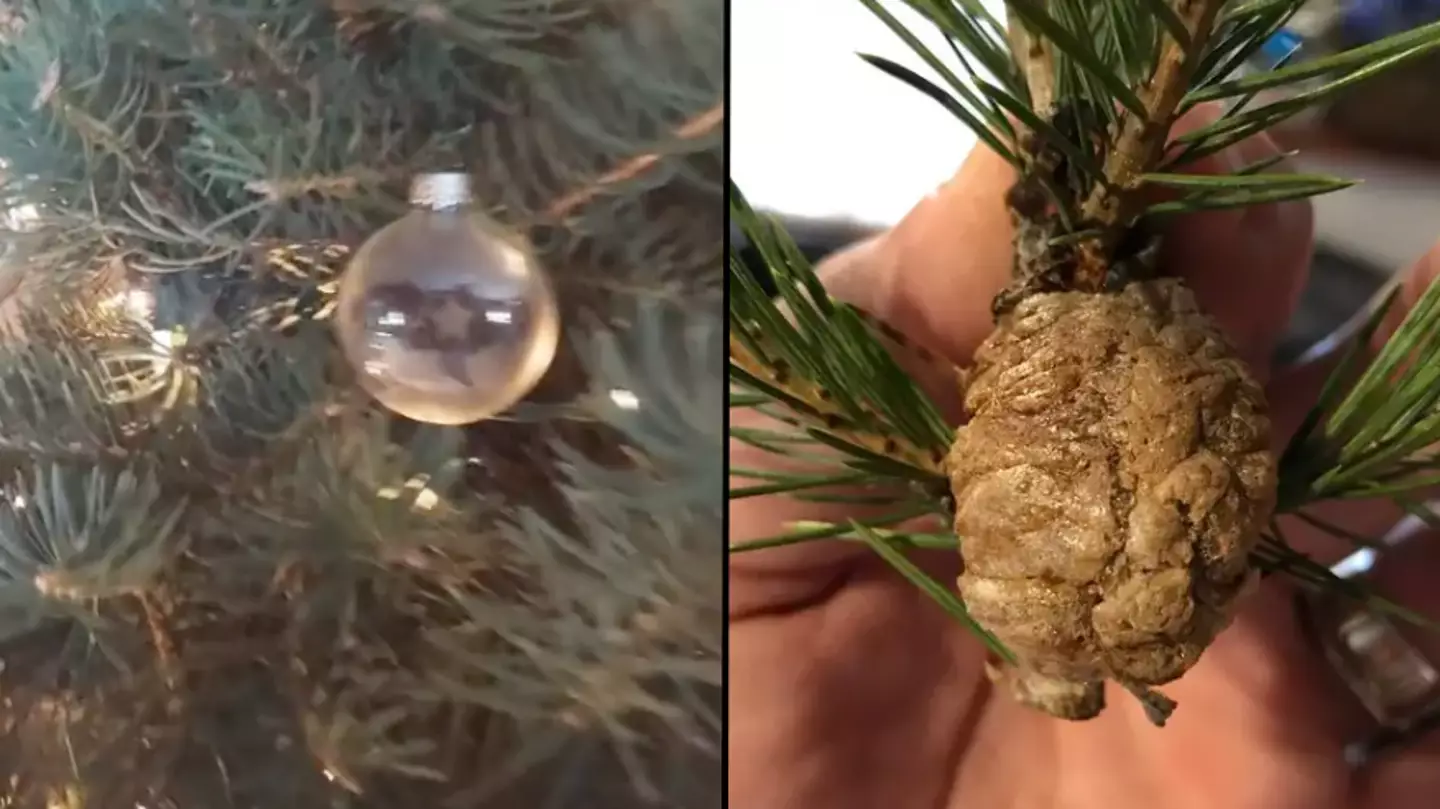 People are sharing their horrifying experiences of clumps hatching in their Christmas trees