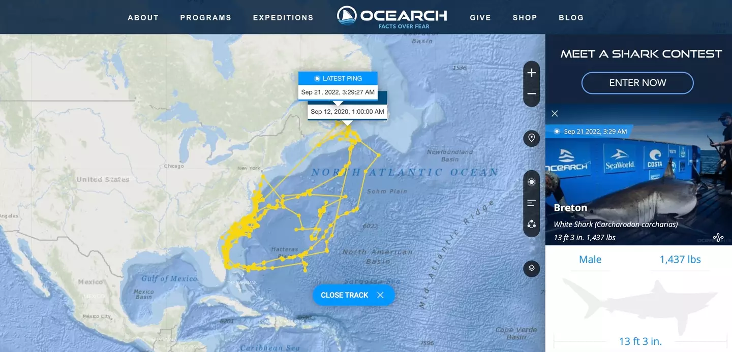 A great white shark which is tracked by GPS has drawn the shape of a great white shark in the water.