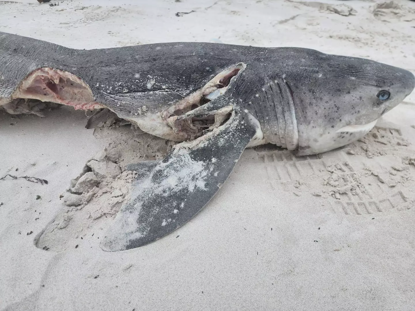 One of the many sharks that had been brutally killed by the orcas.