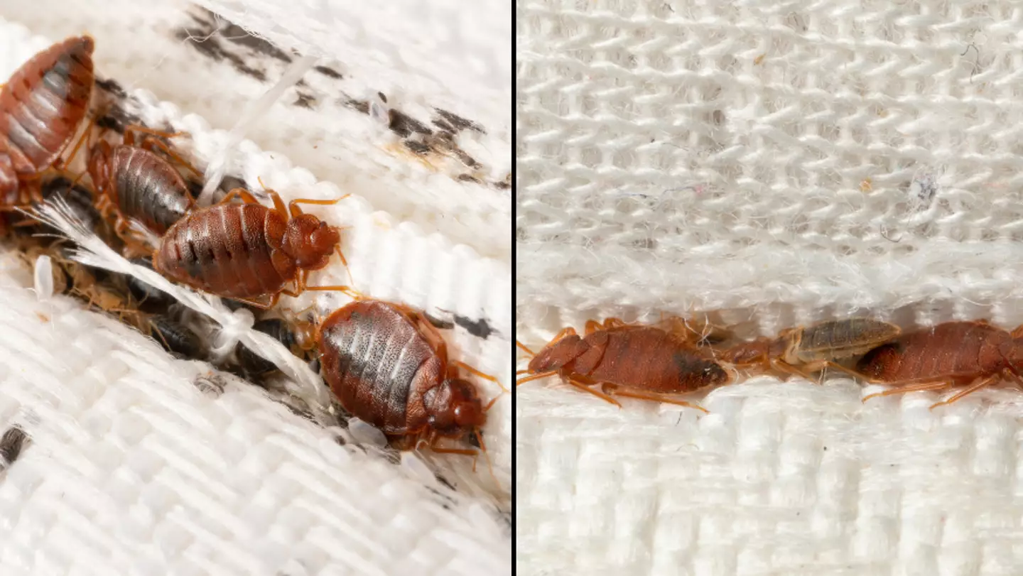 What to do if you have beg bugs as experts warn infestation has hit the UK