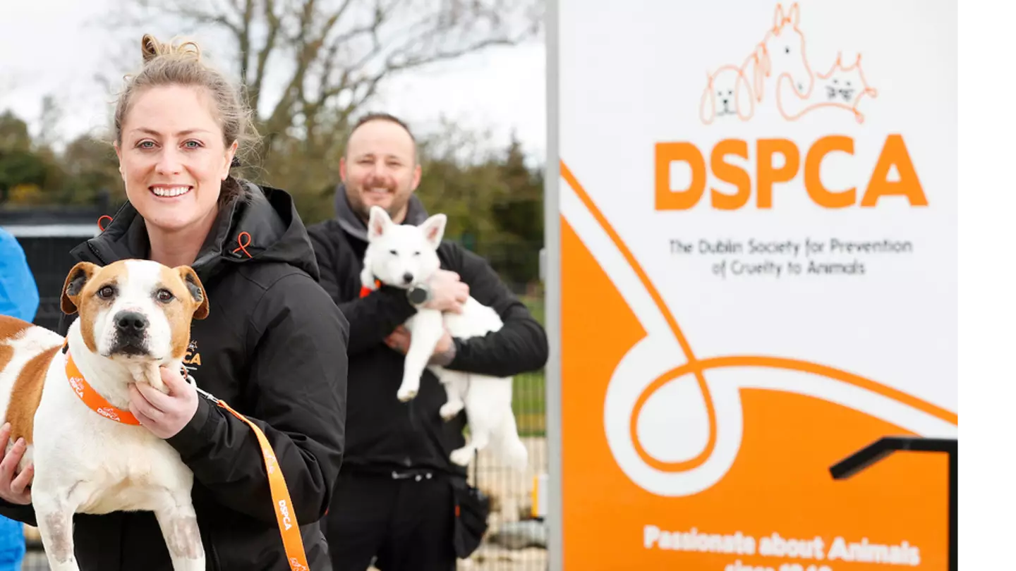 It’s every dog-lover’s dream - DSPCA open applications for its Shelter Dog Internship