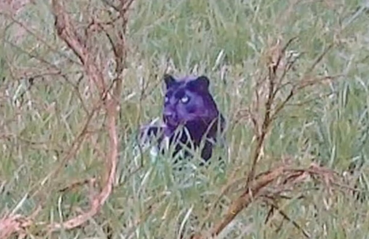 Could this really have been a black panther in the UK?