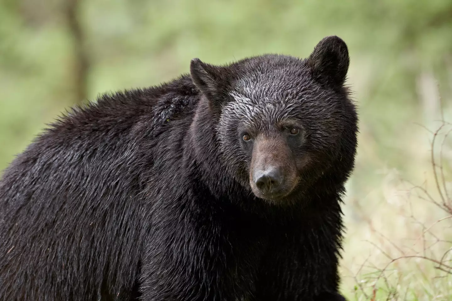 A black bear in Yellowstone National Park, Wyoming.