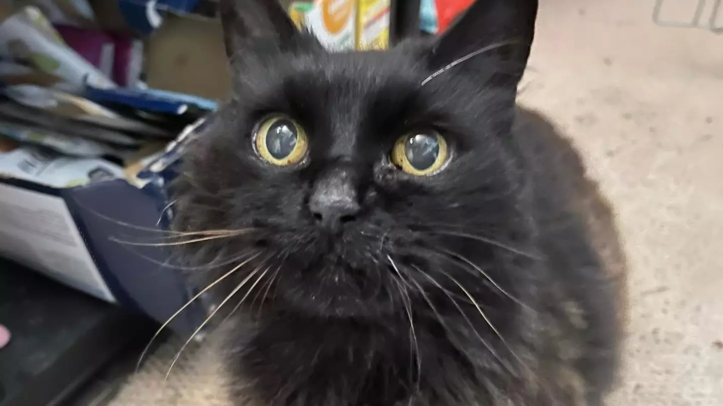 Cat Reunited With Family After Nine Years In Christmas Miracle