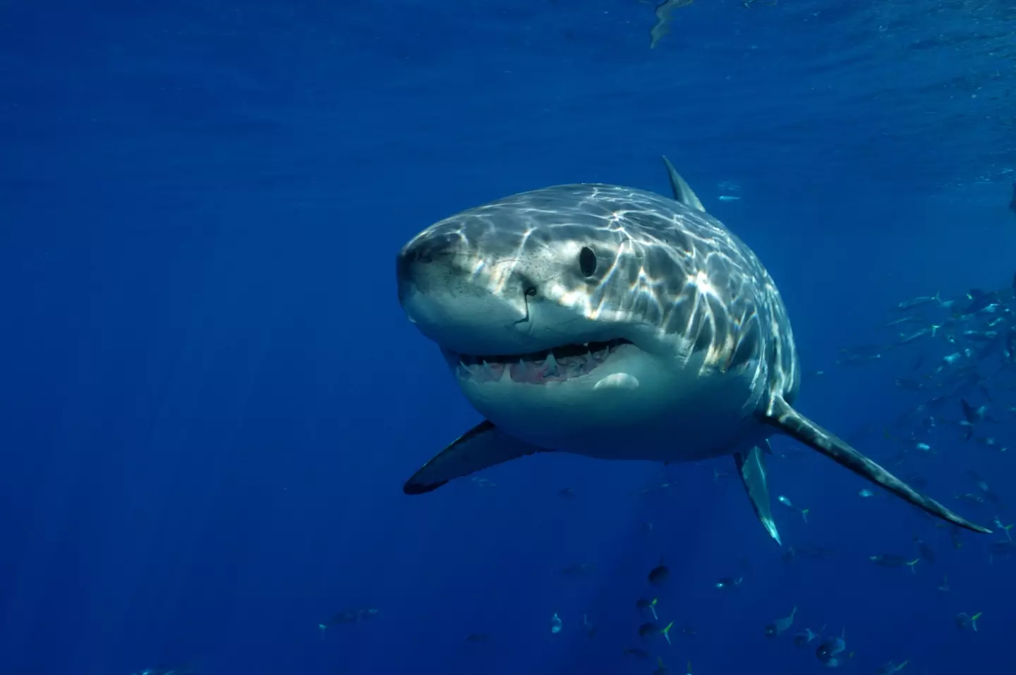 The shark has been confirmed to be a great white by the California Department of Fish and Wildlife.