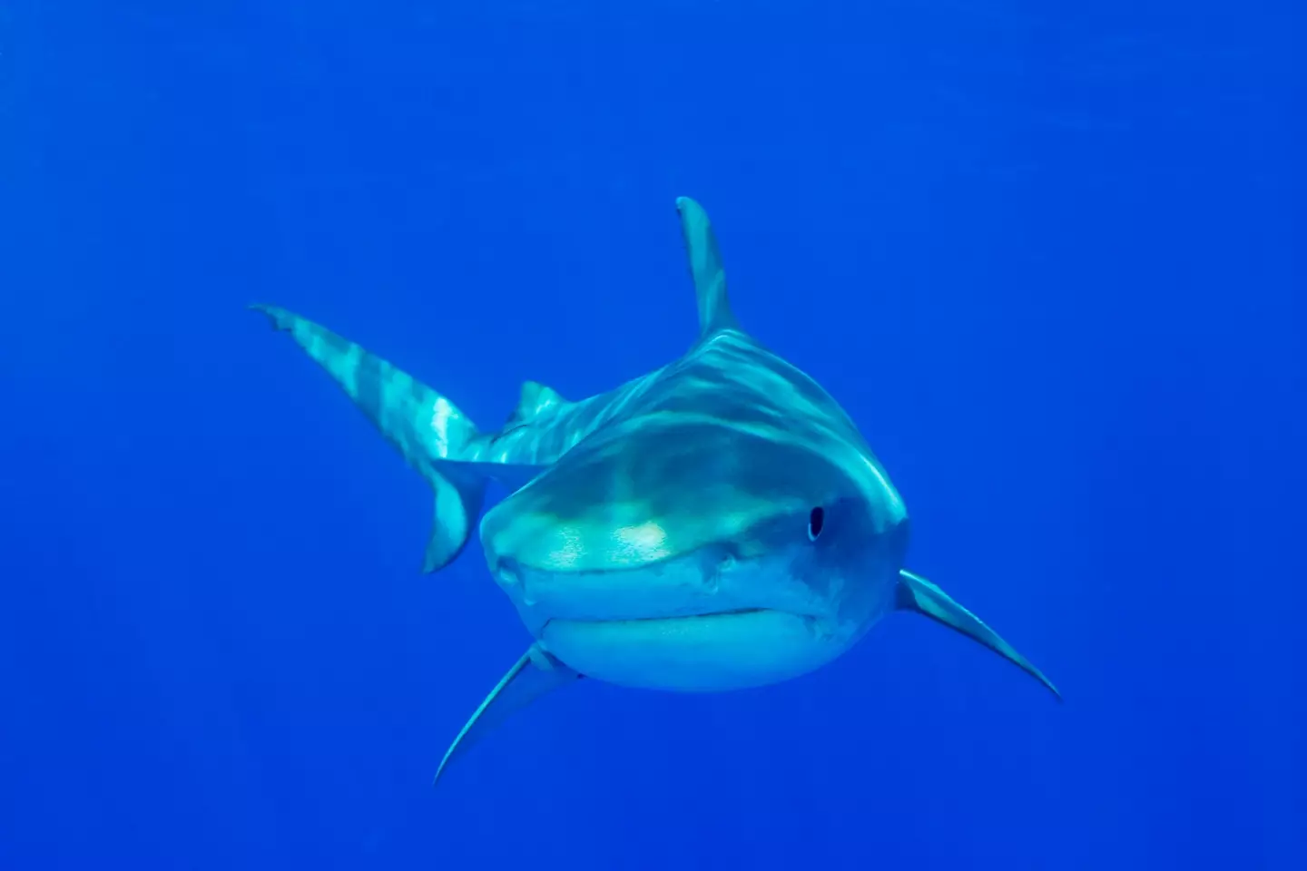 Reports suggest it may have been a bull or tiger shark (Getty Stock Image)