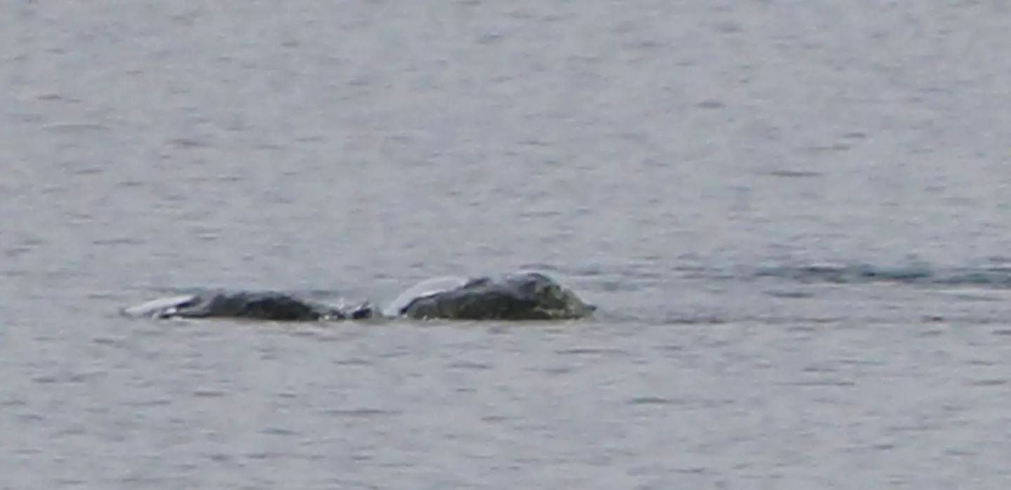 Could that be the real Nessie?