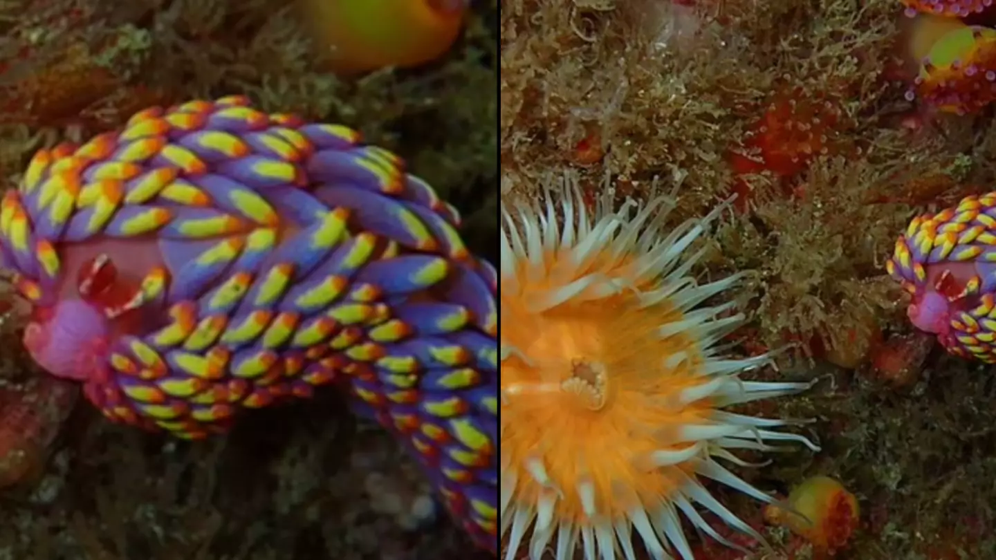 Rare coloured sea slug spotted in British waters for first time