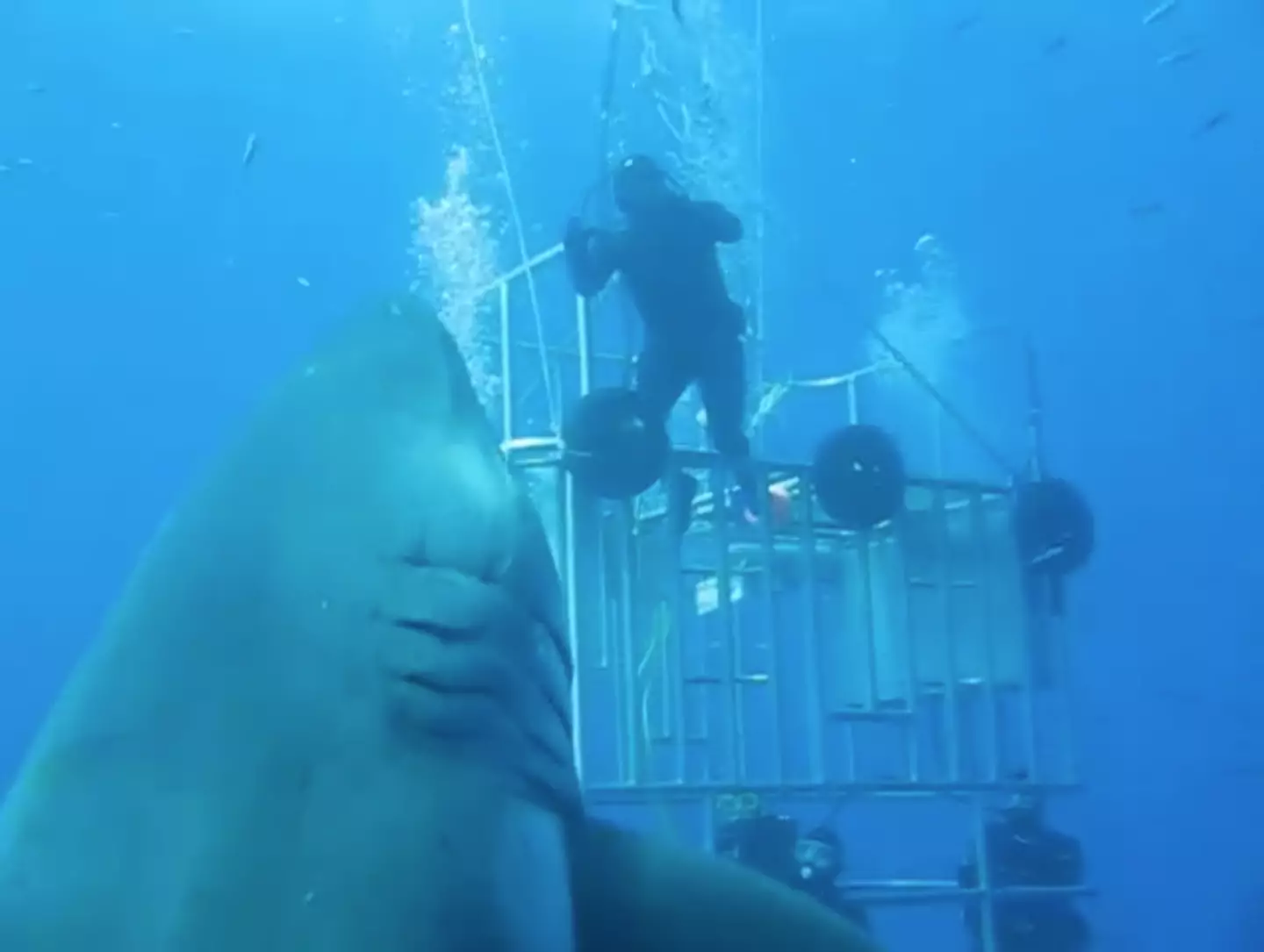 Here's the shark with some divers for scale.