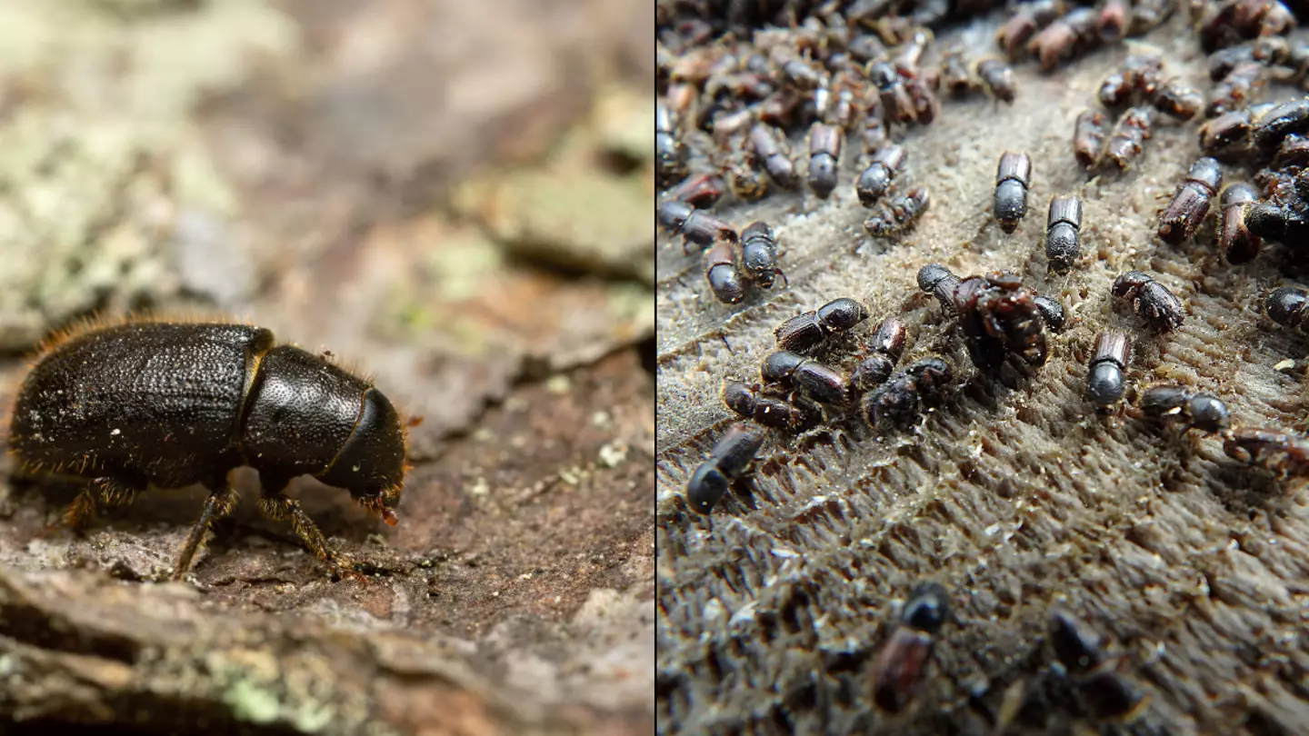 Warning to Brits as highly dangerous insect sparks concern with officials urging public to 'remain vigilant'