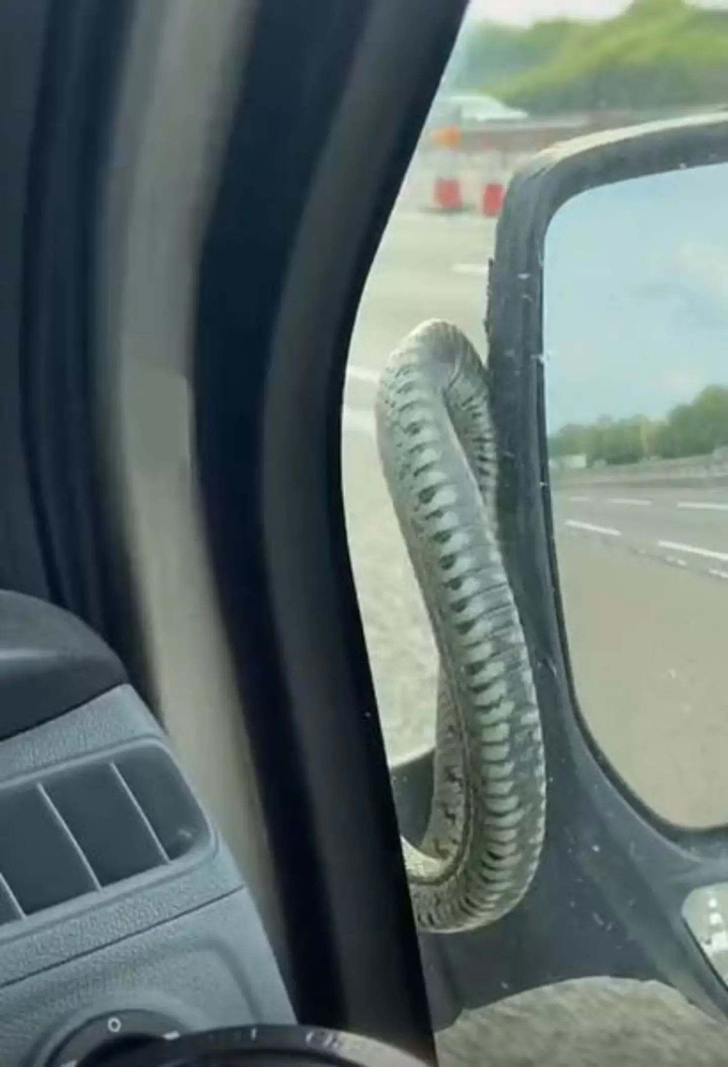 The snake sadly fell off the car onto the motorway.