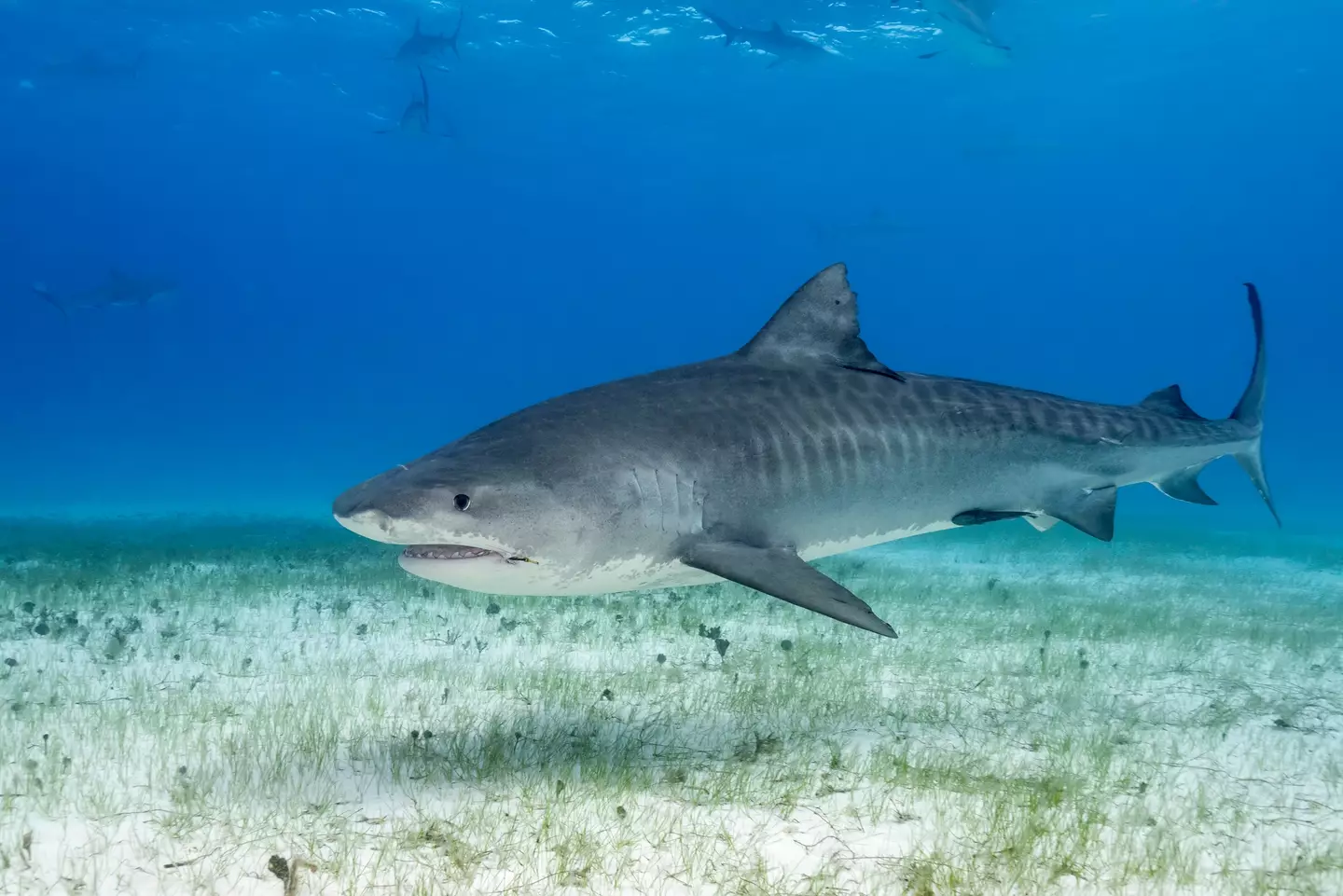 Tiger sharks are one of many species found on in the island's waters (Getty Stock Images)
