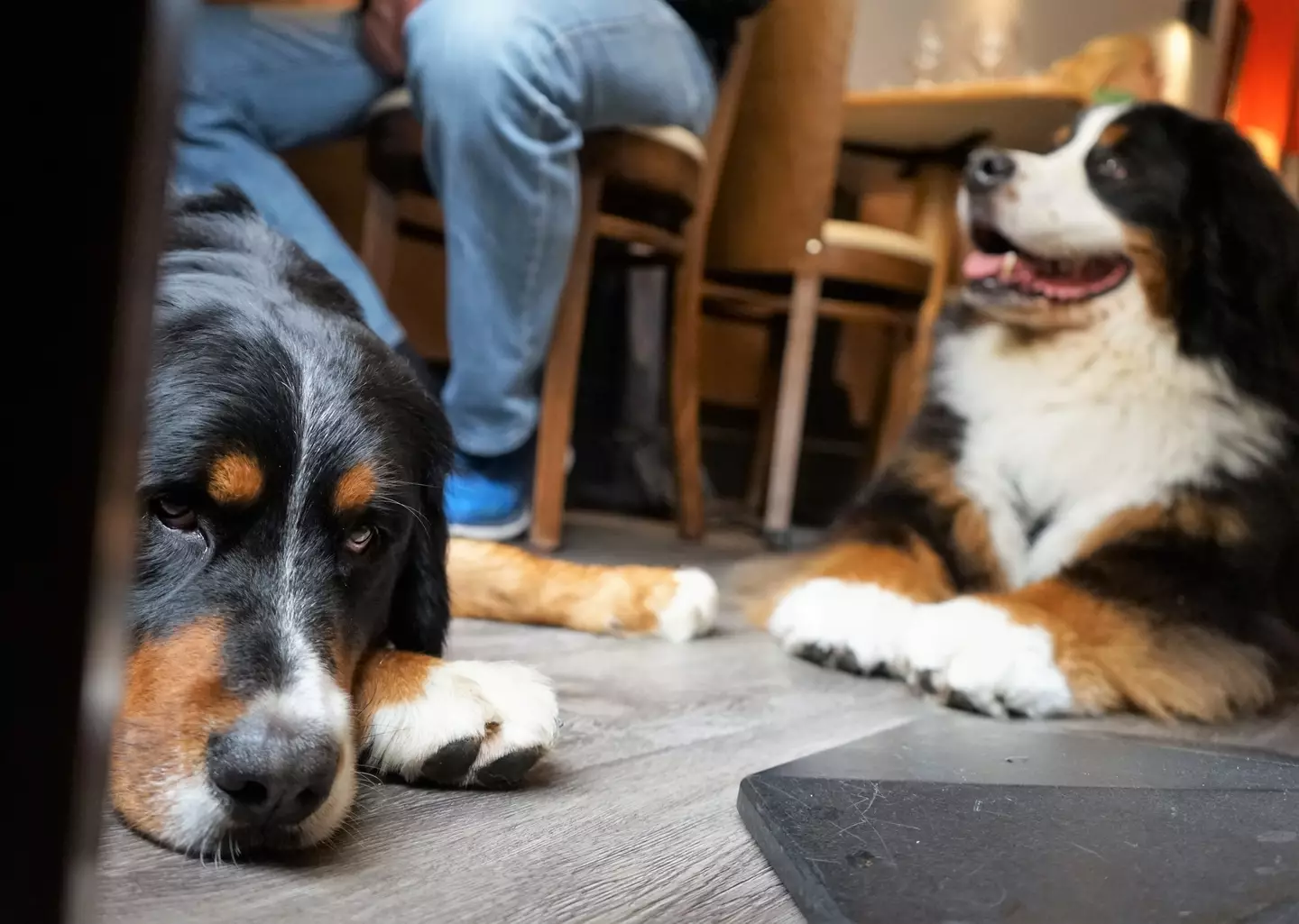 The customer made digs at the fact a dog was 'begging' at their table.