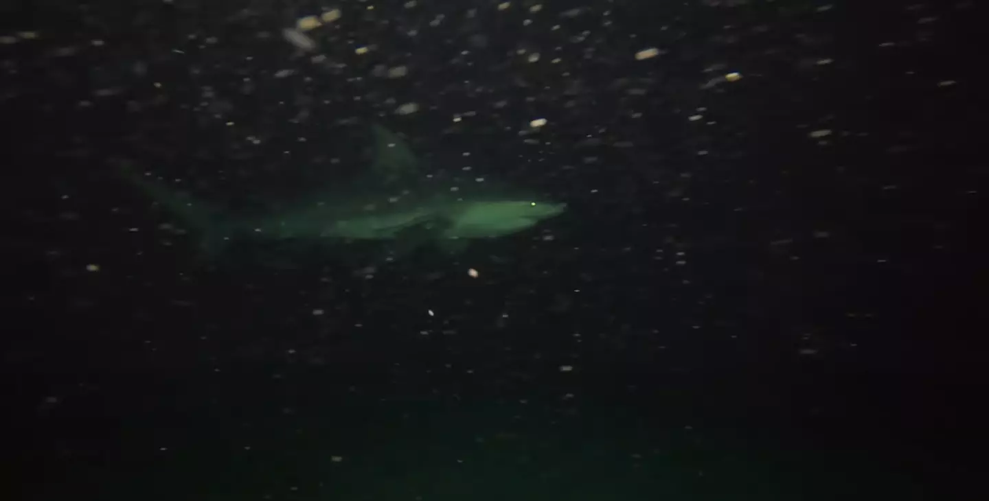 The night time footage took a creepier turn after sharks were spotted swimming around.