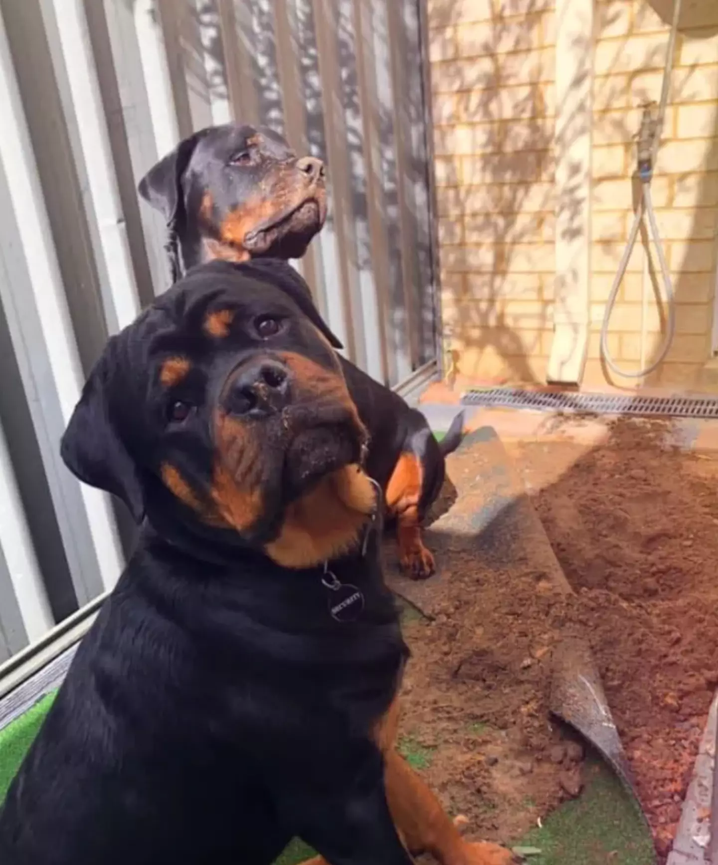 The victim's youngest dog, Harlem, is currently being kept in a pound.