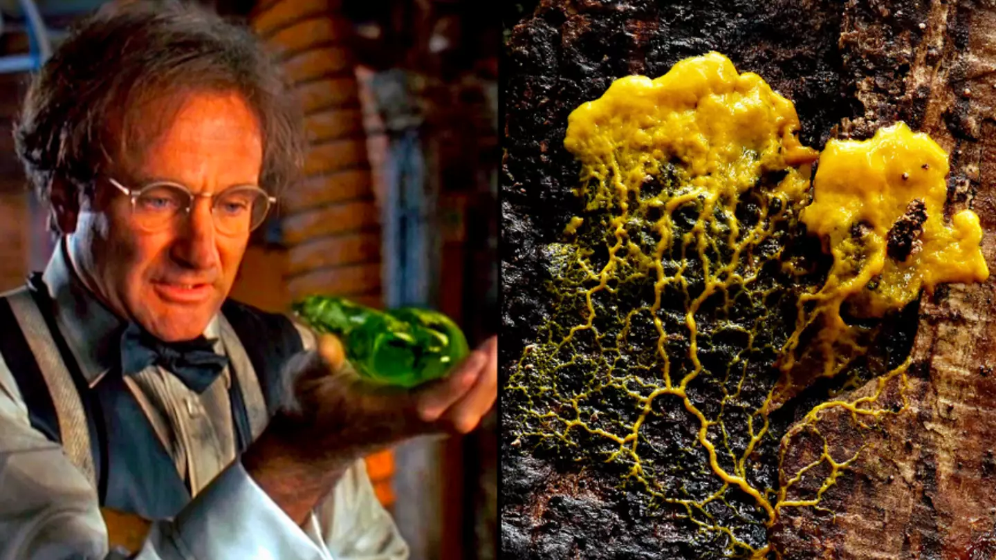 Brainless blob capable of human-like behaviours has scientists absolutely stumped