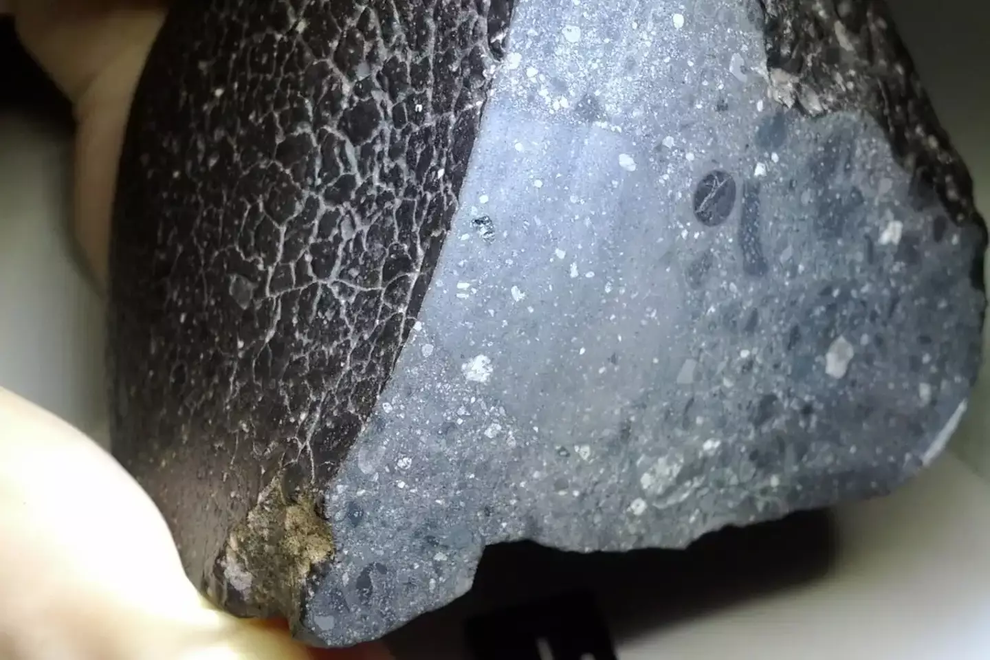 The stunning 'Black Beauty' meteorite (University of New Mexico)