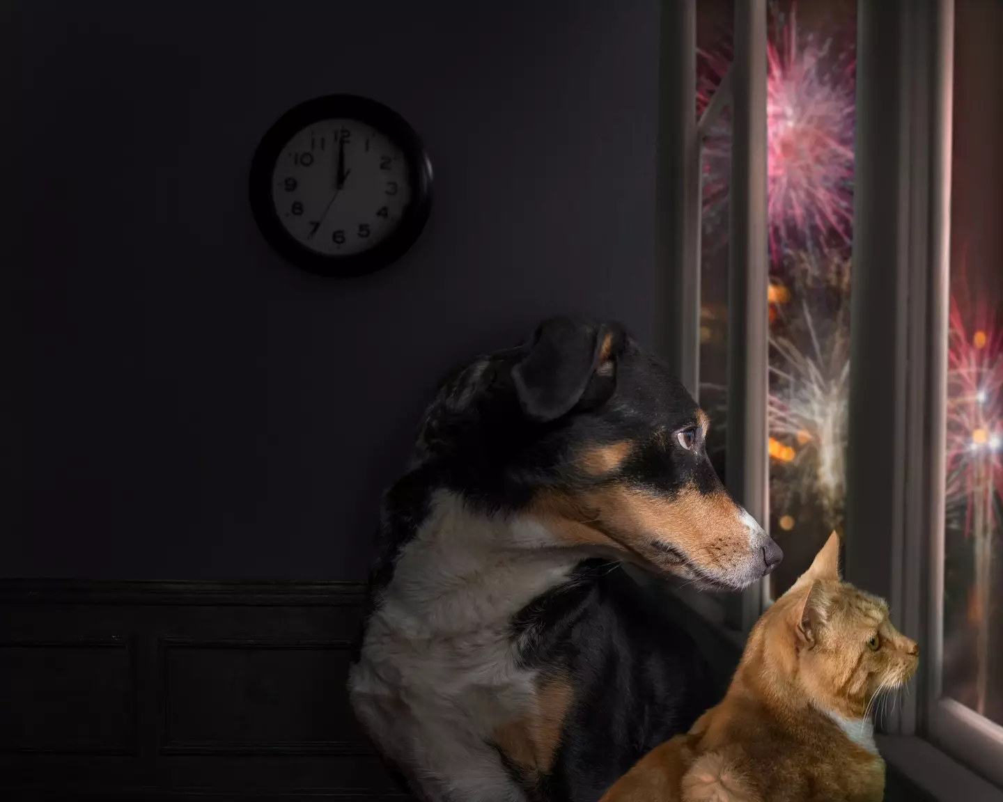 Bonfire Night is coming up and your pets might not like the fireworks as much as you do.