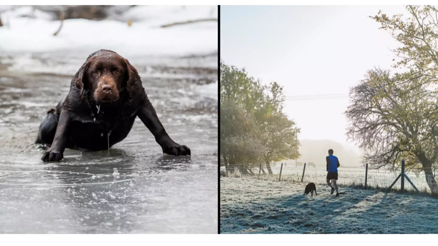 Expert issues warning over when it’s too cold to walk your dog