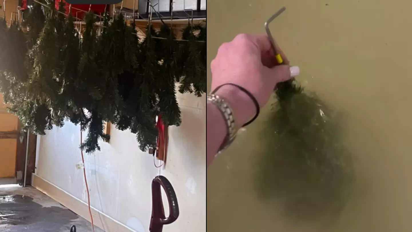 Woman sparks huge debate as she's left horrified after washing her Christmas tree