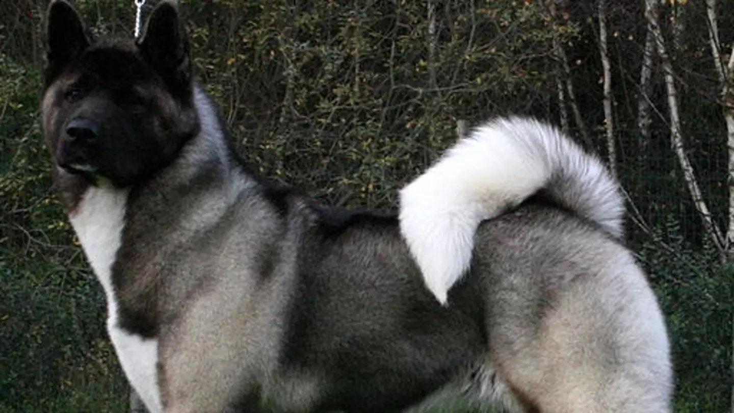 Pet Owner Confronted Over Dog's Name That Is 'Offensive' to Americans