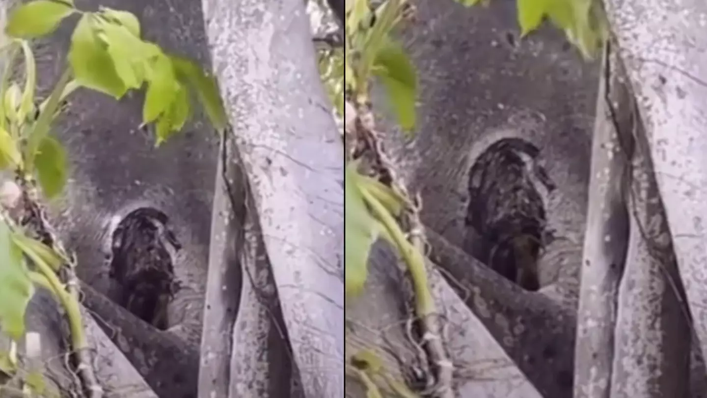 People are debating if live-streamer filmed 'tiny tree people' in extraordinary footage