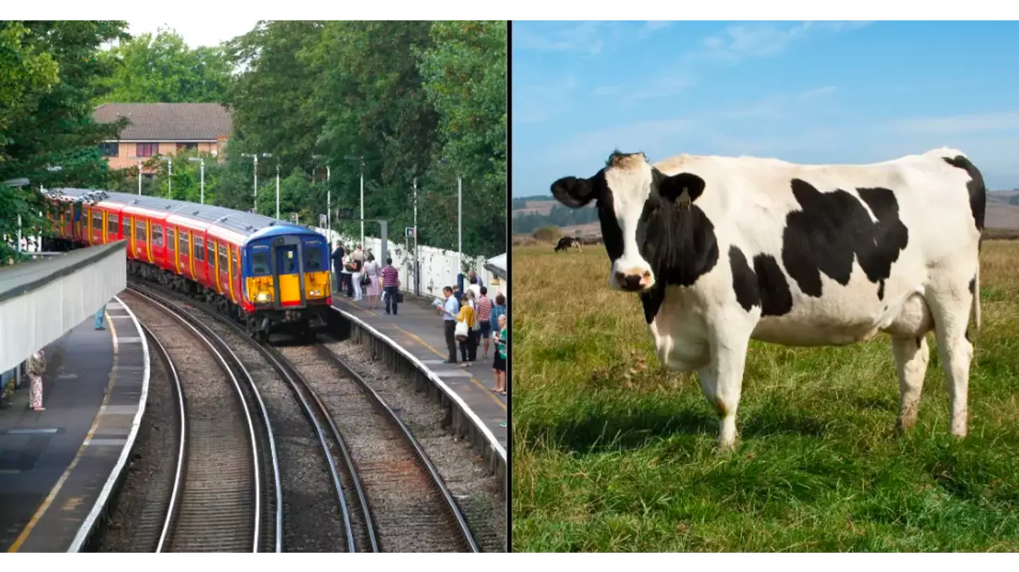 Pensioner killed by a flying cow that was hit by a train and flung 100ft while urinating on tracks
