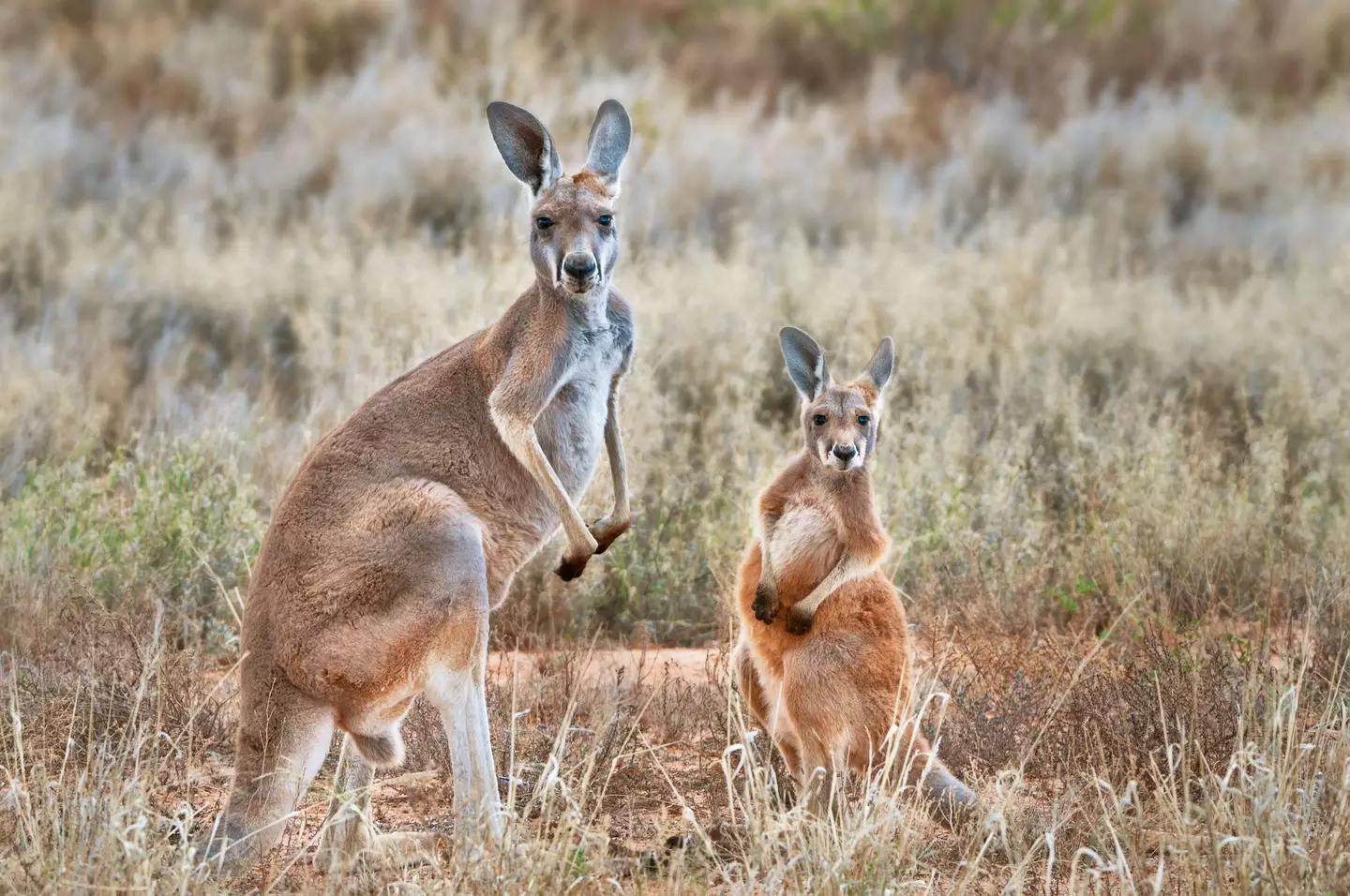 A Red Kangaroo with her joey.