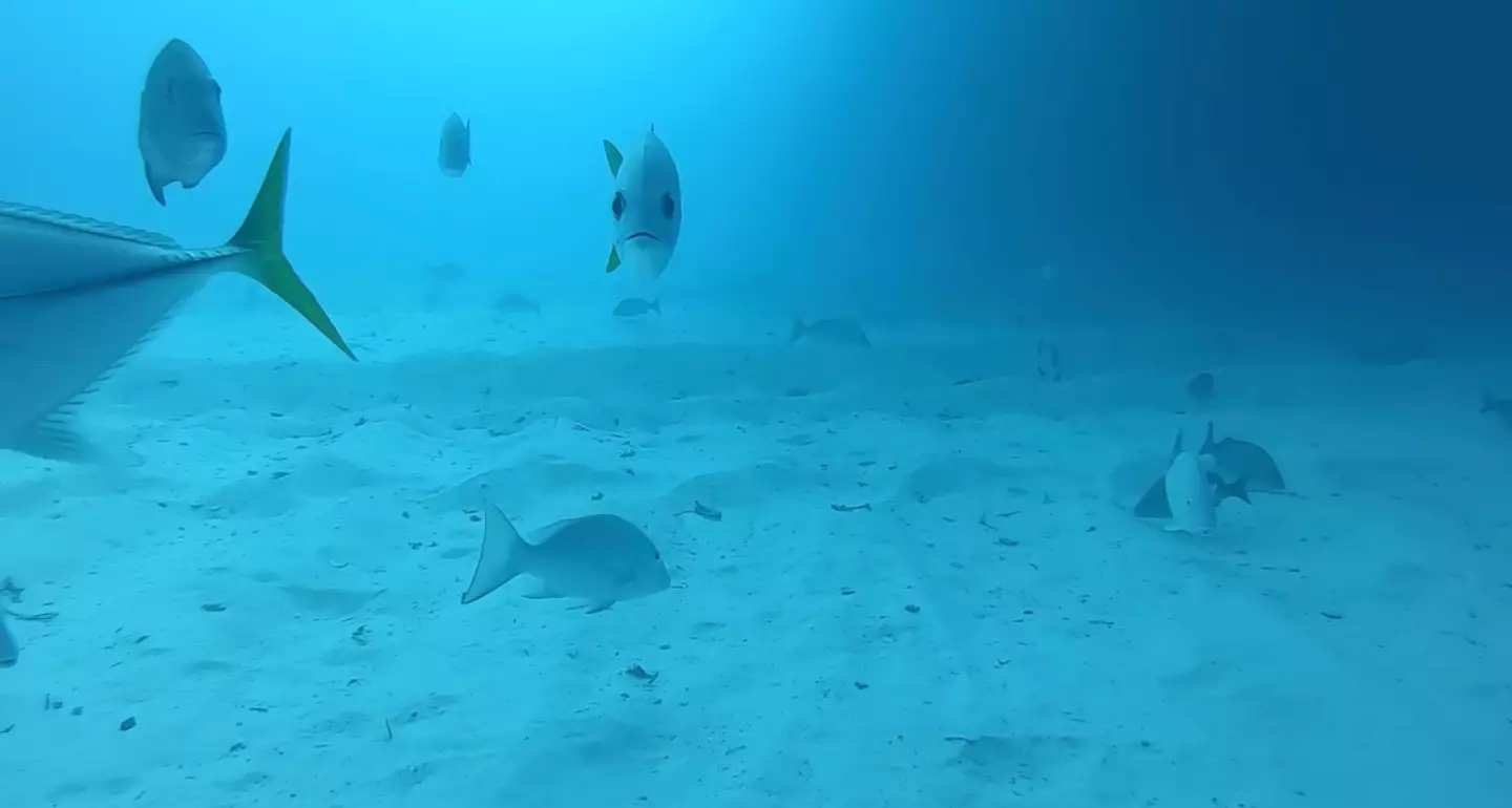 A lot of fish featured in the viral video, which has over 11 million views (YouTube/Odysseas Froilan)
