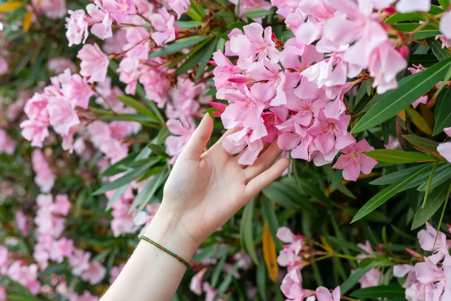 The 'UK's most dangerous plant' has been identified. (Getty Stock Image)