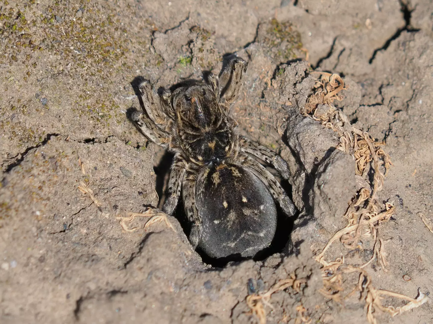 The wolf spider is another potential candidate.