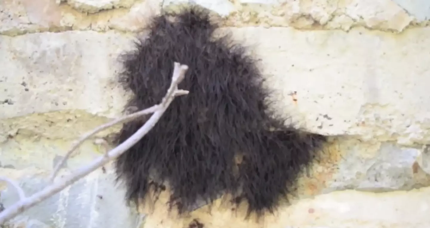 People thought the bloke was merely poking a pile of twigs (YouTube/Pedaling Pictures)